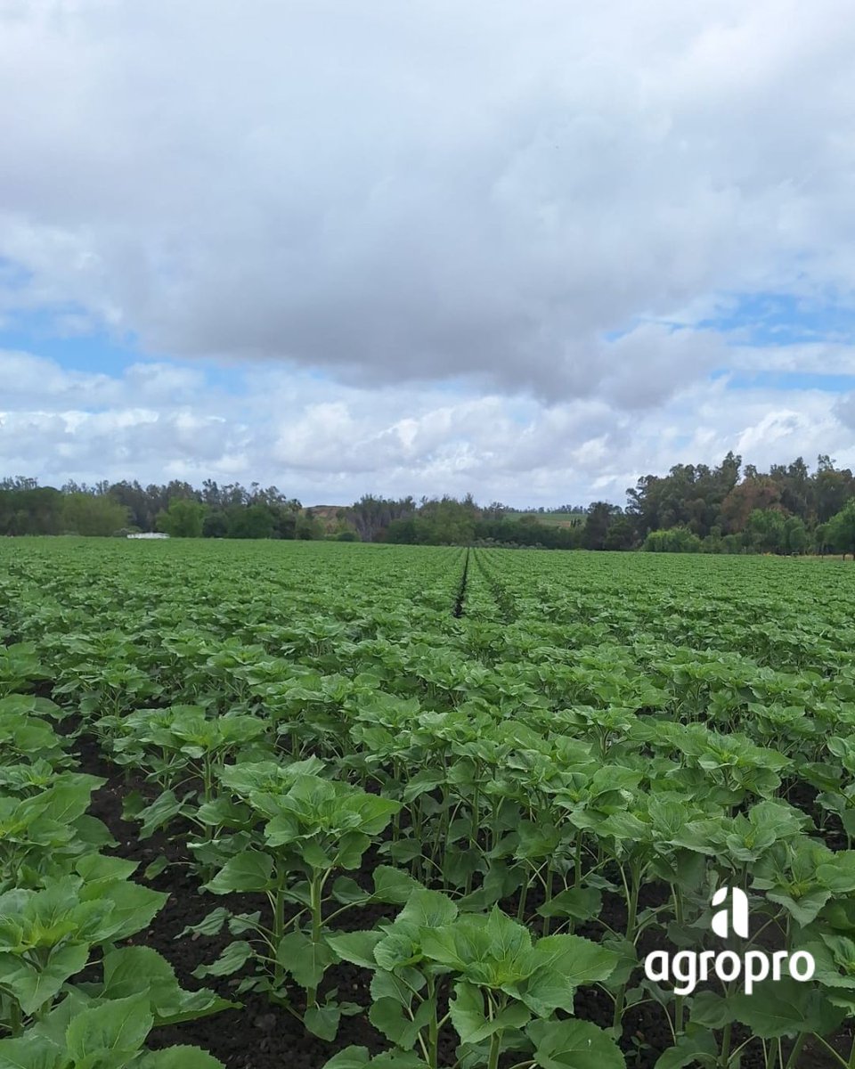 AgroproEs's tweet photo. Así evoluciona nuestra variedad de girasol Bolonia en 
📍Villamartín, Cádiz.

👉 Variedad Alto Oleico CLEARFIELD® con total resistencia a Jopo.

https://t.co/PEQgdJ3u0A

#Agropro #Girasol #Bolonia #Villamartín #Cádiz #Agricultura #InnovaciónAgrícola https://t.co/A1iYNLS3xf