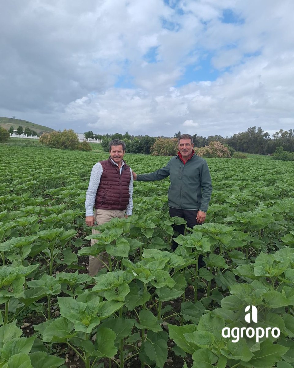 AgroproEs's tweet photo. Así evoluciona nuestra variedad de girasol Bolonia en 
📍Villamartín, Cádiz.

👉 Variedad Alto Oleico CLEARFIELD® con total resistencia a Jopo.

https://t.co/PEQgdJ3u0A

#Agropro #Girasol #Bolonia #Villamartín #Cádiz #Agricultura #InnovaciónAgrícola https://t.co/A1iYNLS3xf