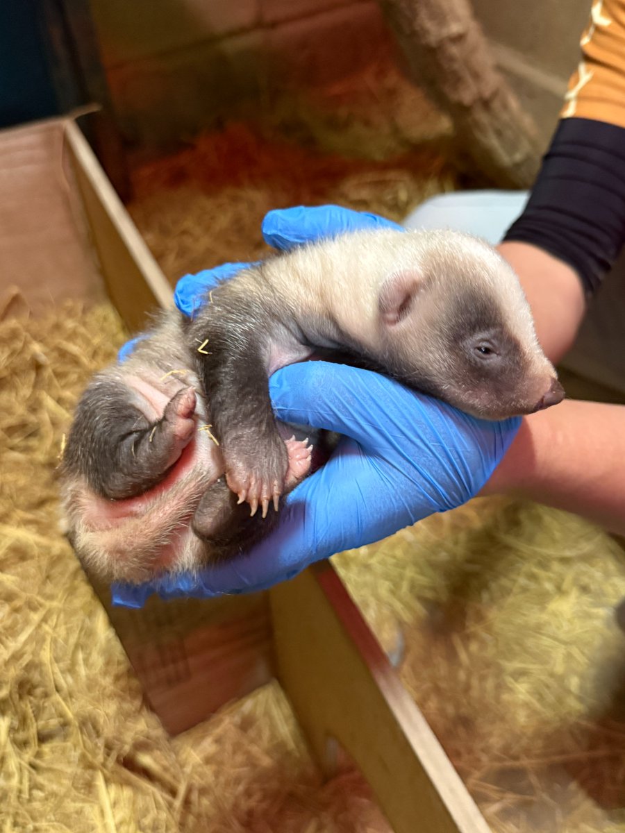 長野市茶臼山動物園【公式】 tweet media