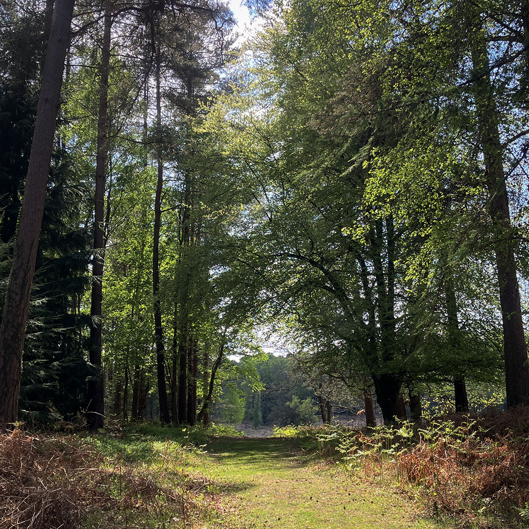 The New Forest - Forestry England tweet media