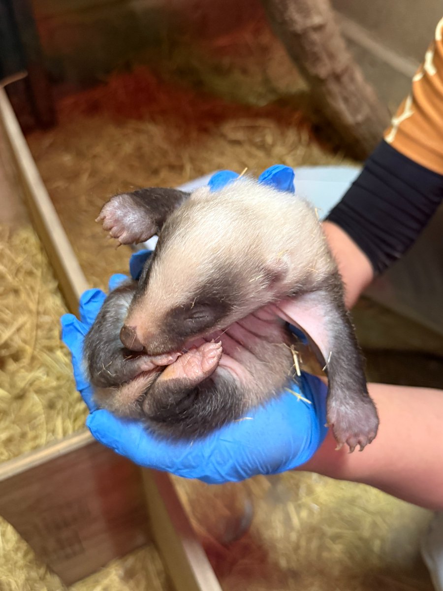 長野市茶臼山動物園【公式】 tweet media