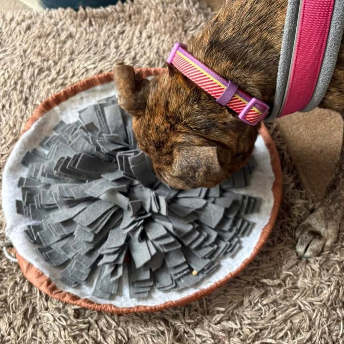 SeniorStaffy's tweet photo. Good morning Staffy Lovers!
Our Mabel is having a fab time in foster. She did give her fosty mum a scare by going missing though....... the cheeky girl had taken herself up to bed 🤣
Mabel is enjoying lots of love, treats, toys, cuddles and puzzles. ❤️
https://t.co/38GCbYNc8N ❤️ https://t.co/9HR6BDxvYZ
