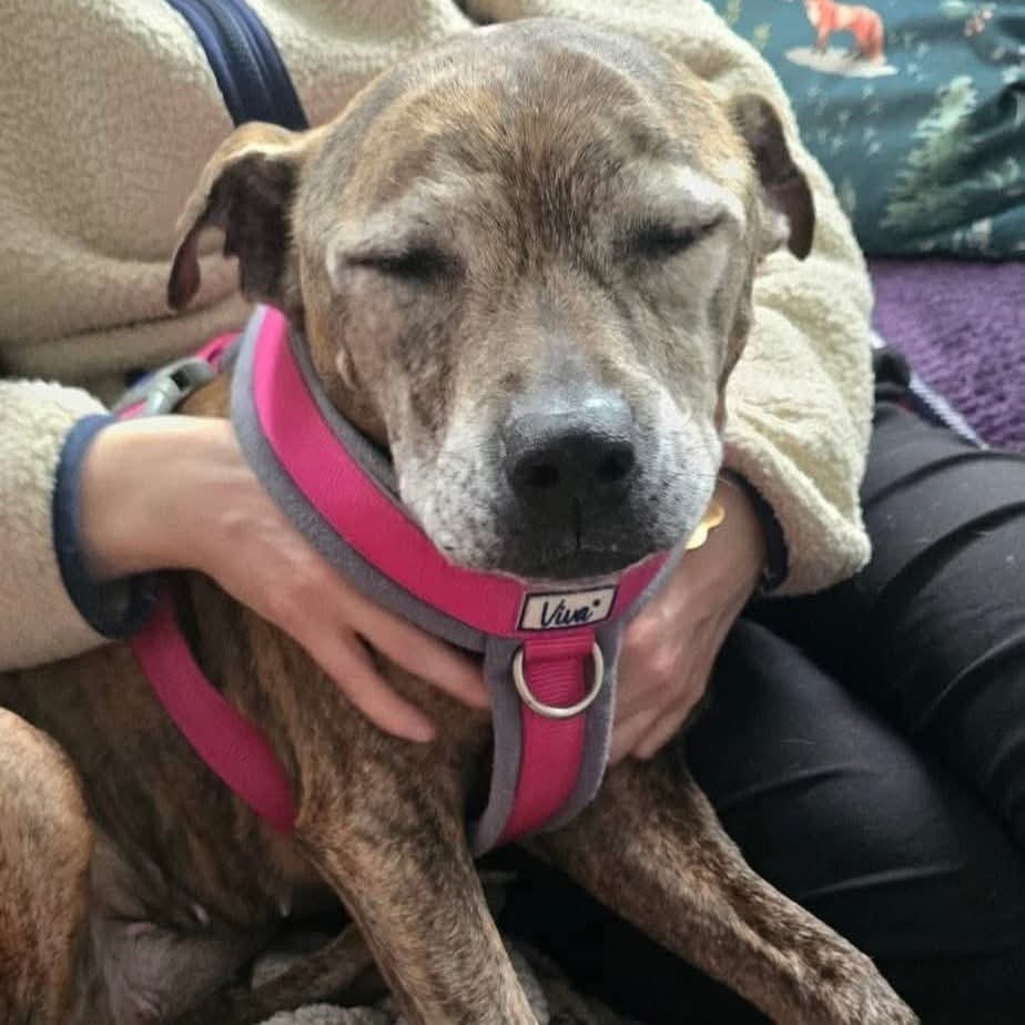 SeniorStaffy's tweet photo. Good morning Staffy Lovers!
Our Mabel is having a fab time in foster. She did give her fosty mum a scare by going missing though....... the cheeky girl had taken herself up to bed 🤣
Mabel is enjoying lots of love, treats, toys, cuddles and puzzles. ❤️
https://t.co/38GCbYNc8N ❤️ https://t.co/9HR6BDxvYZ