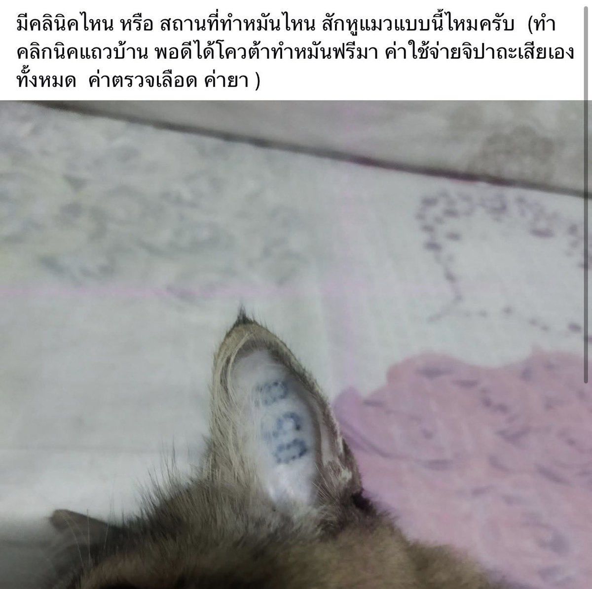 หลายคนยังไม่เข้าใจเวลาแมวโดนขลิบหูหรือสัก ใบหูหลังพาแมวจร เข้ารับการทำหมันฟรี 🥲
แนะนำให้คุยกับเจ้าหน้าที่เยอะๆ ครับอย่าแข่งกันเลย

ถ้าไม่โอเคหิ้วเข้าสถานพยาบาลนะครับ
