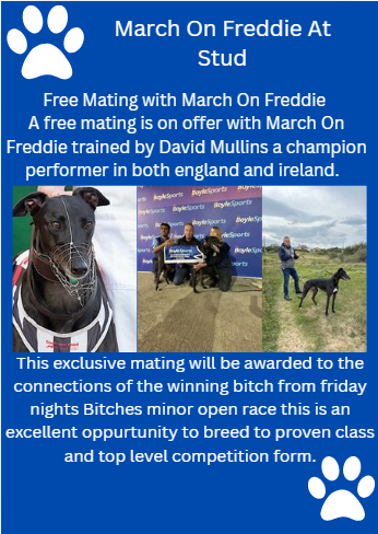 romfordracing's tweet photo. MARCH ON FREDDIE AT STUD STAKES 🐾💙

Get your entries in today before 12pm for a chance at this amazing offer 🔥

Free mating is on offer with March on Freddie trained by David Mullins an excellent opportunity to breed to proven class and top level competition form 

This exclusive mating will be awarded to the winning bitch and connections from Friday nights Bitches Minor open race 🔥😍