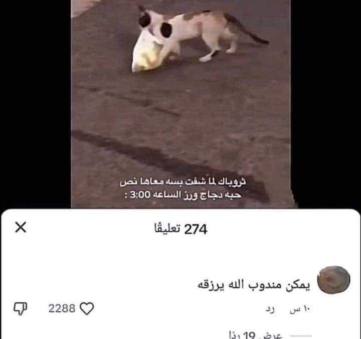 انس ماغيره tweet media