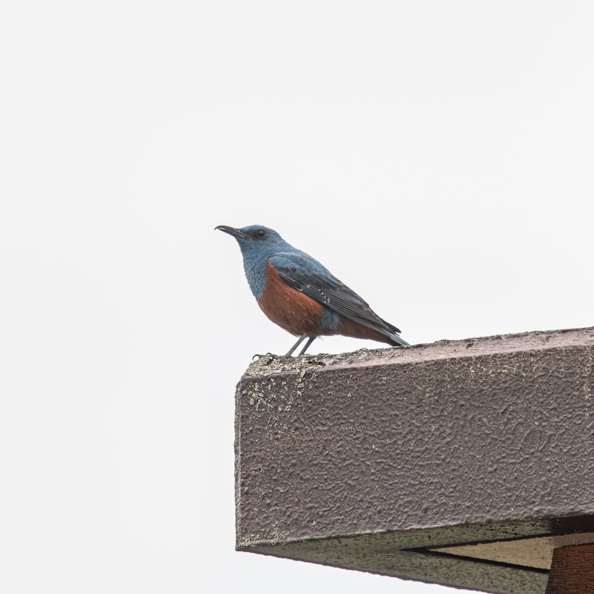 OPEN_AIR_LAB's tweet photo. 大学構内でよく見られる鳥、イソヒヨドリ。最近はブリコラからもさえずりが良く聞こえます。 https://t.co/VpsM2izGBp