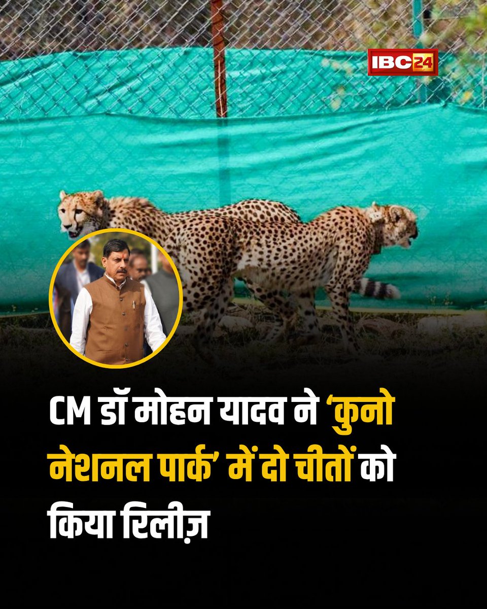 IBC24News's tweet photo. ➡️मध्य प्रदेश के मुख्यमंत्री Mohan Yadav ने आज Kuno National Park में दो चीतों को रिलीज किया। चीता प्रोजेक्ट के तहत वन्यजीव संरक्षण और चीतों की संख्या बढ़ाने की दिशा में इसे अहम कदम माना जा रहा है।
@DrMohanYadav51 | #KunoNationalPark| #CheetahProject https://t.co/g043gE4xv5