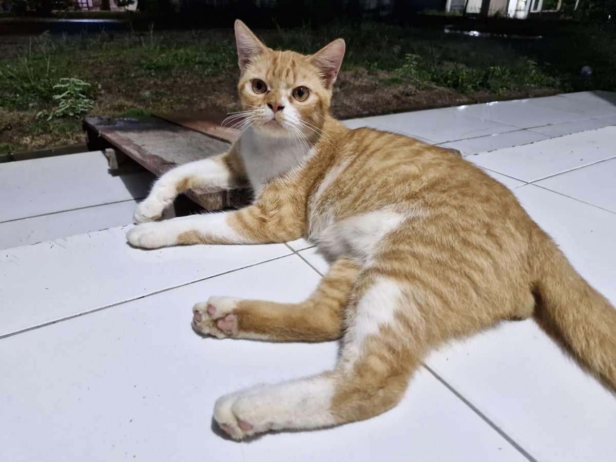kapten ares⭒ tweet media