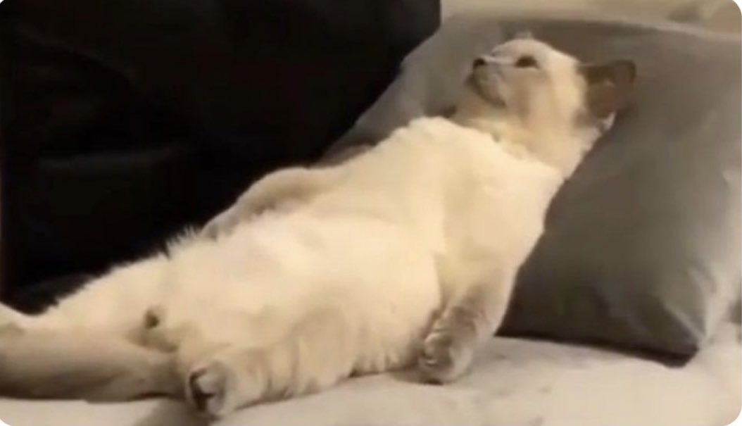 🐈‍⬛ tweet media