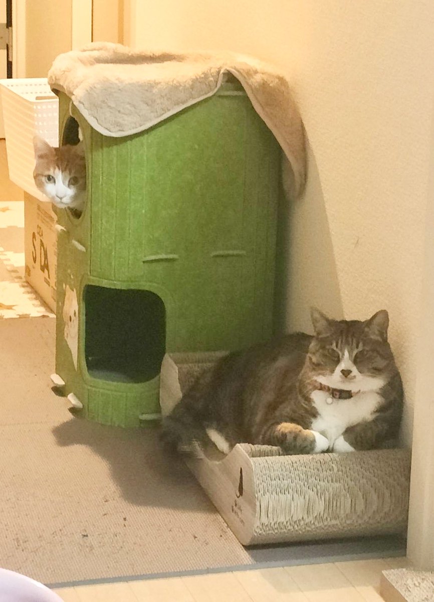 dir136n's tweet photo. 🐈🐈‍⬛
#猫のいる暮らし https://t.co/LqmvMRydI5