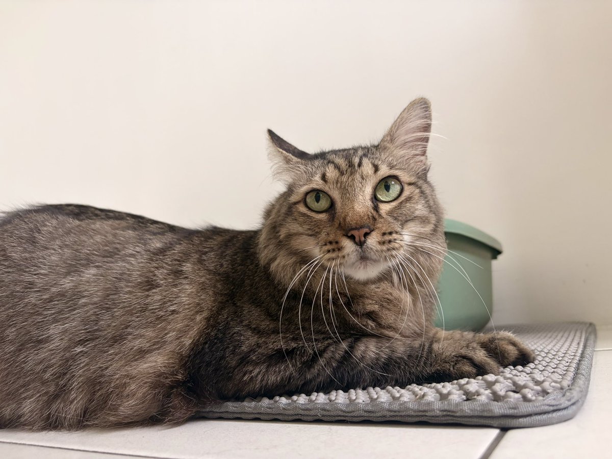FiskaYenitaFK_'s tweet photo. Adoption Nachos yang lalu terhenti sebab menanti jawapan yang nak adoptnya tapi dah sepi 🥹

Ada tak yang sudi adopt Nachos? Nachos senior cat + FeLV. Anyone yang sudi adopt Nachos, makanan (Britcare Senior) Nachos akan disponsor selama setahun. 

Area KL. Pls help sharing 🙏🏻🥹 https://t.co/VKezY0TLpJ