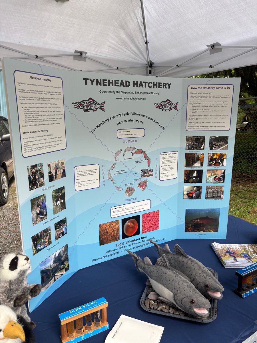 JanetBrown980's tweet photo. Salmon send off in #Tynehead Park in #surrey run by committed volunteers the #surreyfirst team was there great afternoon with the community ⁦@SWRBOT⁩ ⁦@sportfishingbc⁩ ⁦@Fraserhealth⁩ #lindaannis https://t.co/FN4IZ04S19