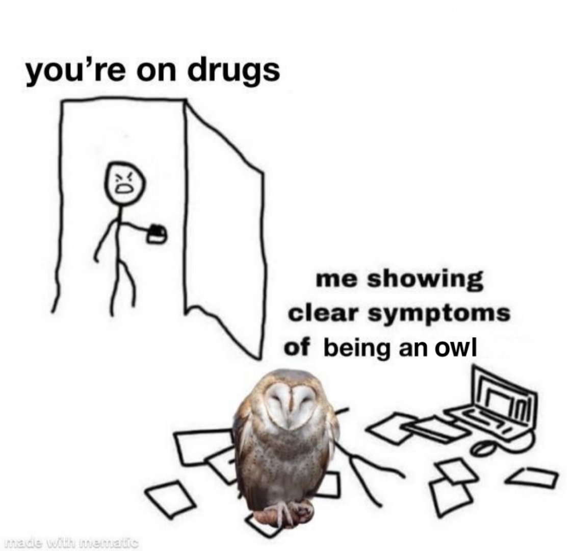 Owl tweet media