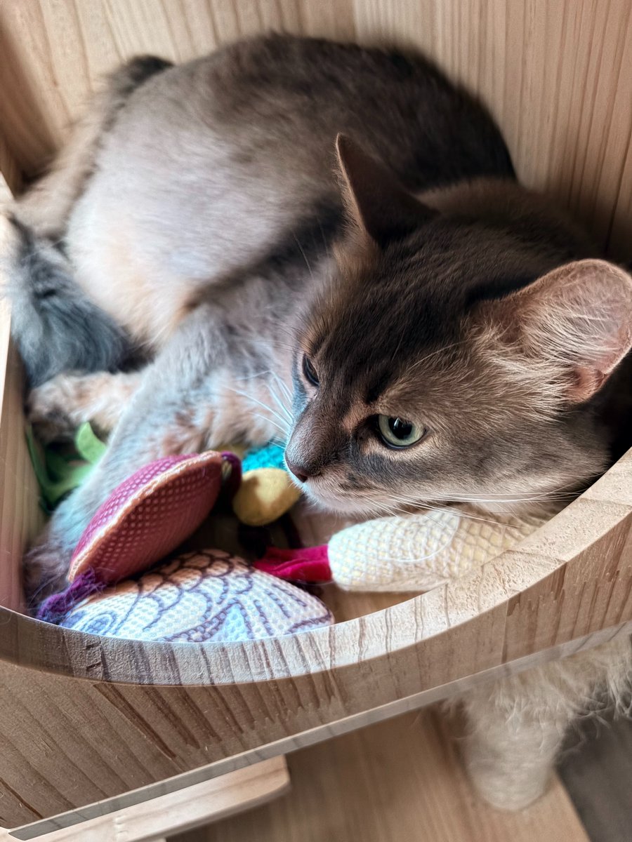 wan76_1's tweet photo. 【再放送】毎週火曜19:45~ #毎日がWANだふる 🐶🐱
今回は「お腹の健康～便秘～」です😣
前回※お腹の健康~下痢~に続きお腹の健康について！
どのくらいで便秘？
その原因や対策などお聞きします！ https://t.co/ppOHt9ogl4