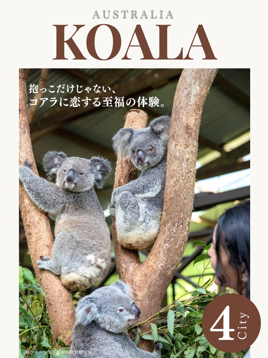 保存版】QLD州でコアラに恋する体験🐨🇦🇺 「抱っこだけじゃない