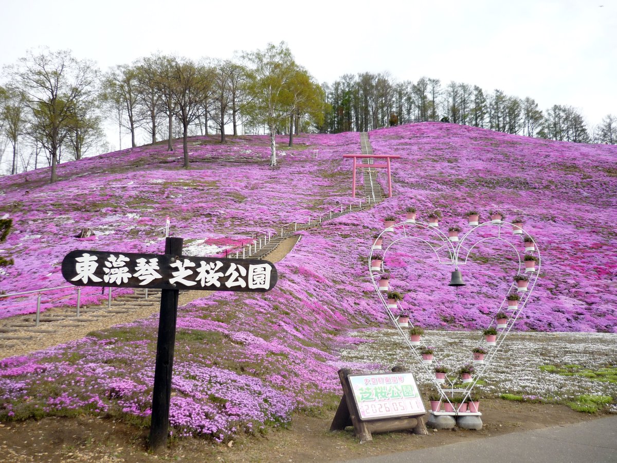 5月11日（月）のひがしもこと芝桜公園です🌸今日は最高気温が25