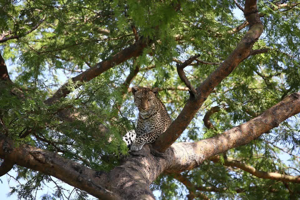 bhrafikitours's tweet photo. Travelers, good morning🦍

It’s summer—imagine waking up deep in the jungle, surrounded by fresh forest air &amp; the sound of the wild around you

No screens. No noise.
Just raw nature, real adventure &amp; moments most people watch in documentaries.

This summer, don’t scroll—book now. https://t.co/bNwseroxQa
