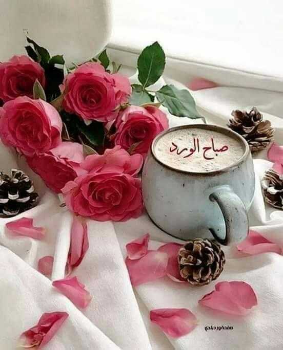 adelelgendy1971's tweet photo. @anood787698632 https://t.co/YSPfapfWzu