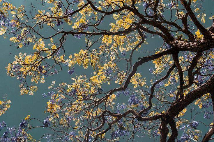 a van gogh painting in real life.