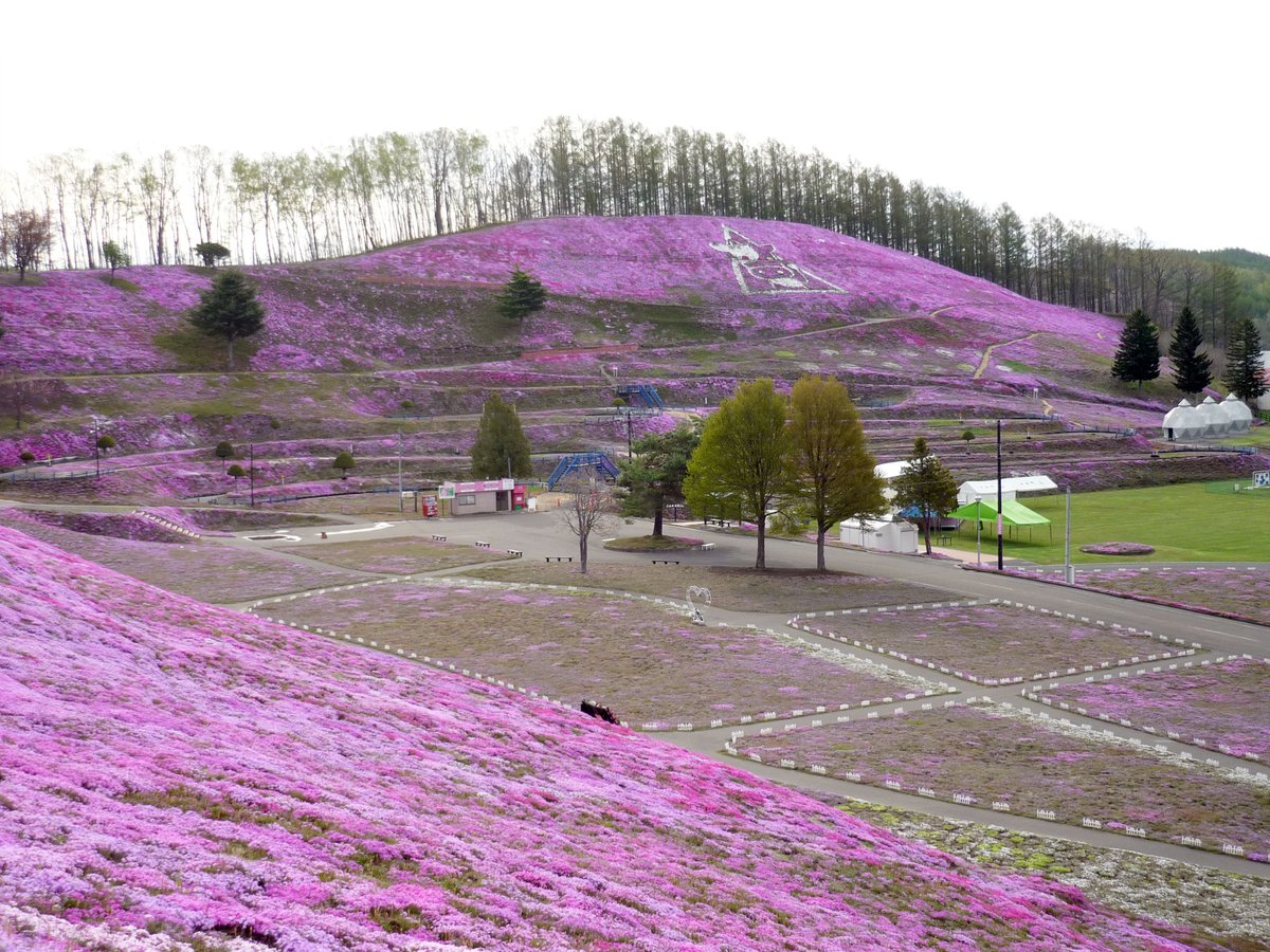 5月11日（月）のひがしもこと芝桜公園です🌸今日は最高気温が25