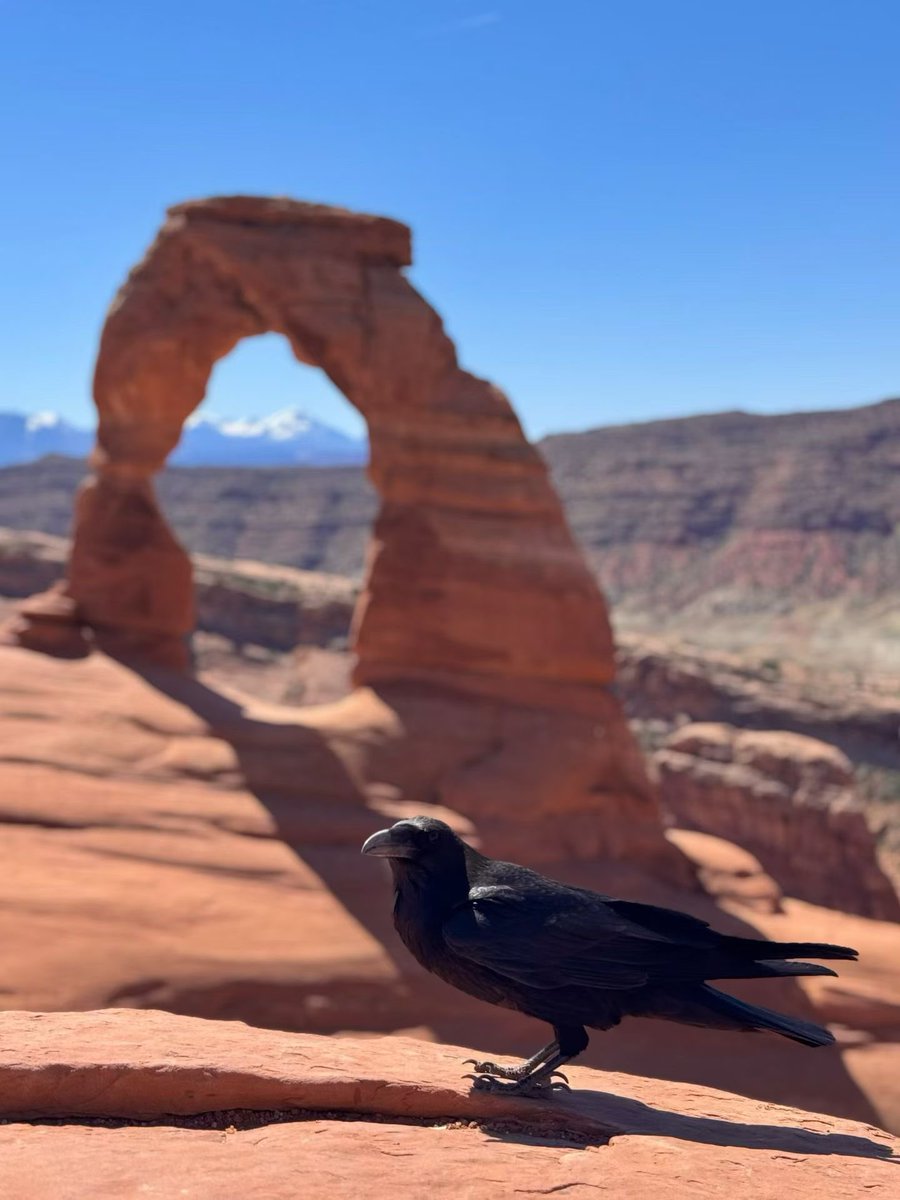 Ramboxf88's tweet photo. 精致拱门
#Utah 
#ArchesNationalPark https://t.co/M6KQYy6Gi3