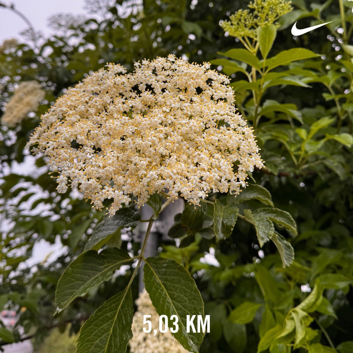 Tviske's tweet photo. Monday morning 5K before work: started in cold rain, finished with a bit of sunshine.

Not going to lie, today’s run was powered entirely by regret from a very good weekend. But discipline showed up even when motivation didn’t.

5K done. Coffee earned. https://t.co/PYpOhOr1Mm