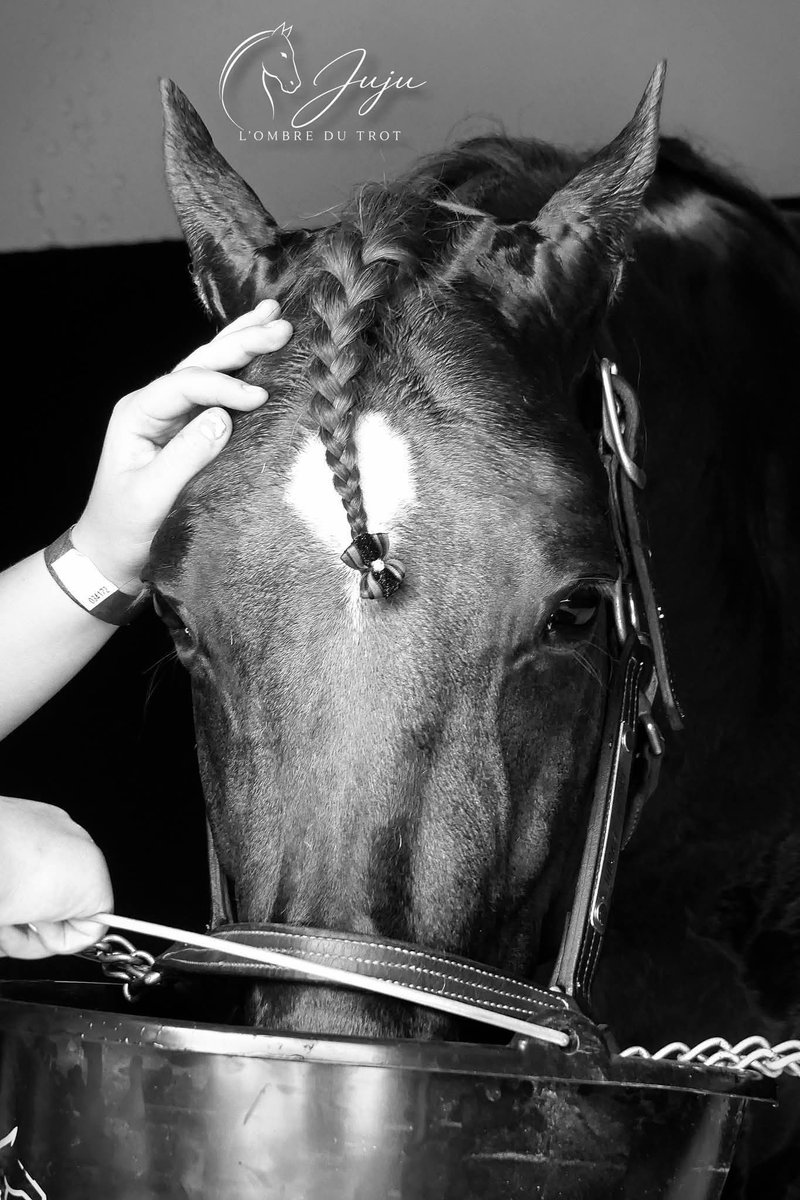 JuJu Photographies L'ombre du trot tweet media