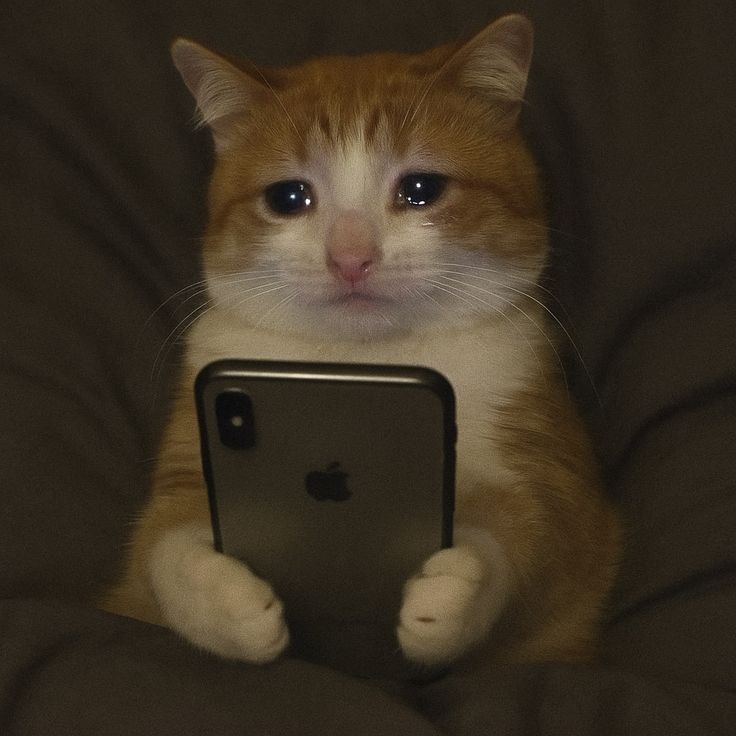 `°มูแจ้มเม๊วε.° tweet media