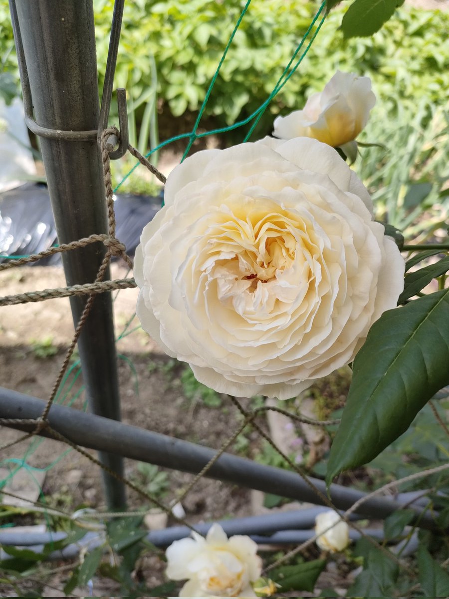 クレアオースティンが開花！
いつもより大きくさいた気がする！
＃あすか農業