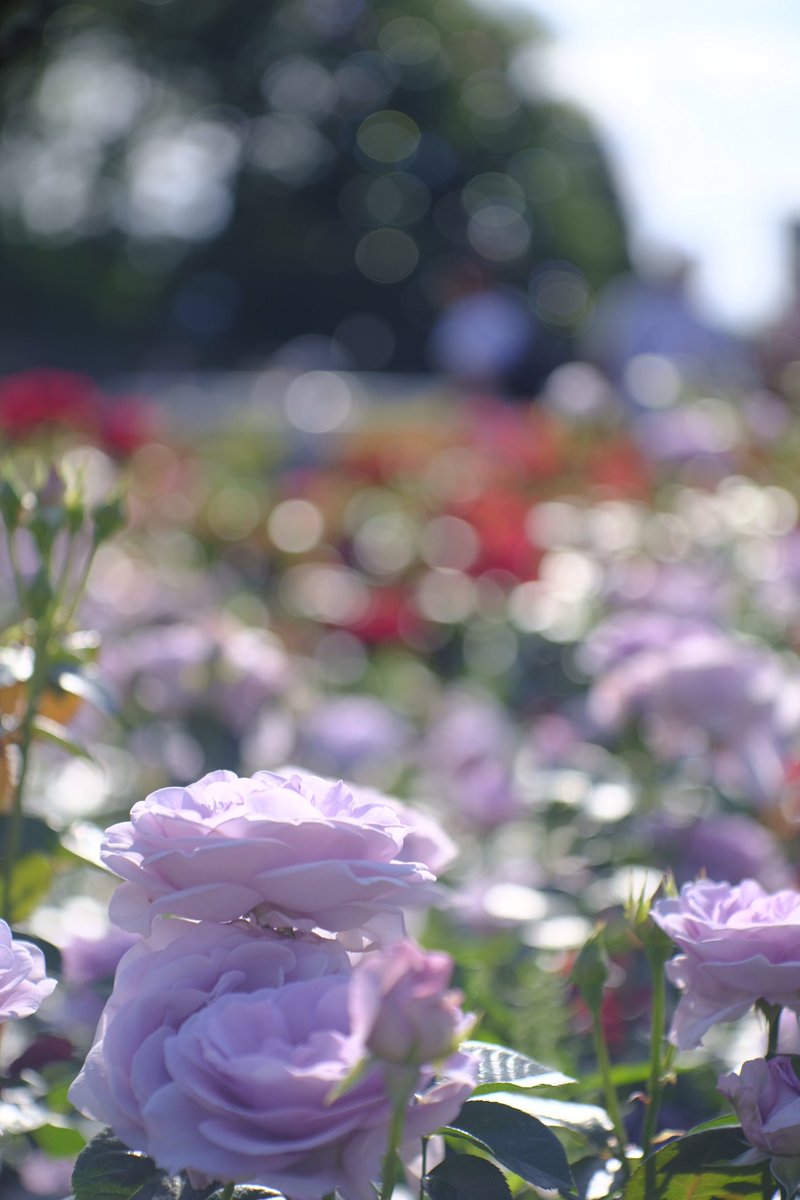 JollyRutterkin's tweet photo. シャボン玉ホリデー

安直ですいません。

SERENAR 1:4 100mm①②③
OM-SYSTEM ZUIKO AUTO-MACRO 1:3.5 f=50mm④

#神代植物公園 
#フジフイルム #FujiFilm 
#キヤノン #Canon 
#トリプレット #Triplet 
#オリンパス #Olympus 
#瑞光 #Zuiko https://t.co/pxqdYXWqQD