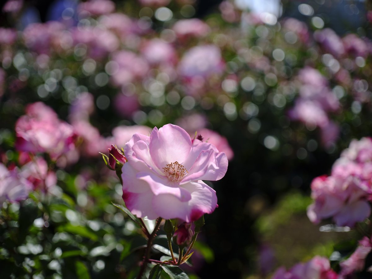 JollyRutterkin's tweet photo. シャボン玉ホリデー

安直ですいません。

SERENAR 1:4 100mm①②③
OM-SYSTEM ZUIKO AUTO-MACRO 1:3.5 f=50mm④

#神代植物公園 
#フジフイルム #FujiFilm 
#キヤノン #Canon 
#トリプレット #Triplet 
#オリンパス #Olympus 
#瑞光 #Zuiko https://t.co/pxqdYXWqQD