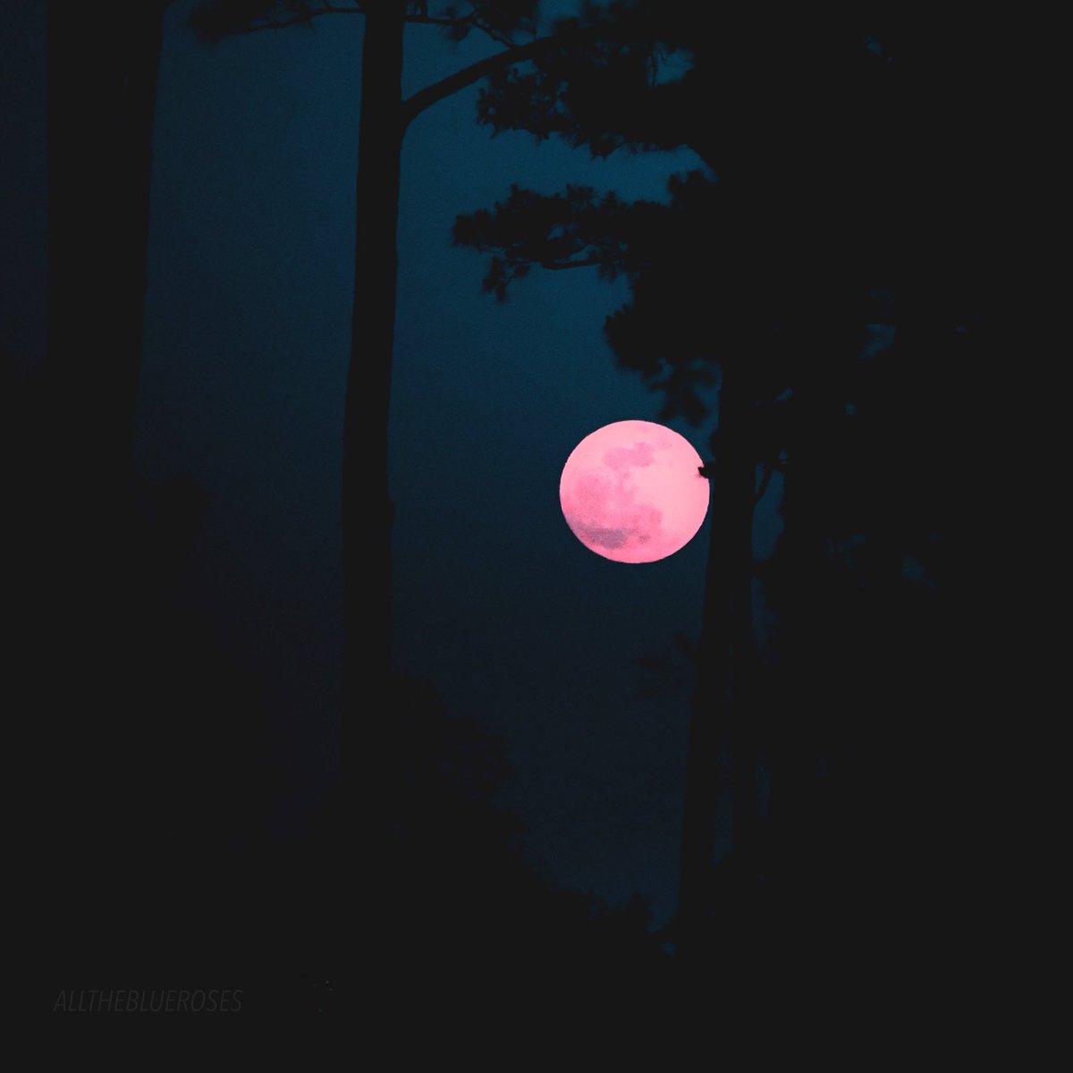 Moon tweet media
