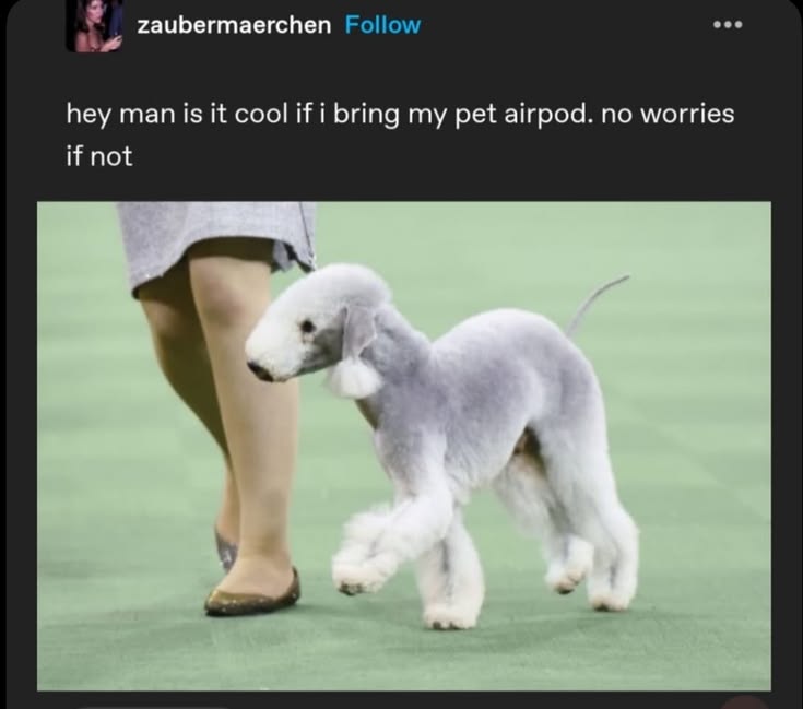 caninepoetry tweet media
