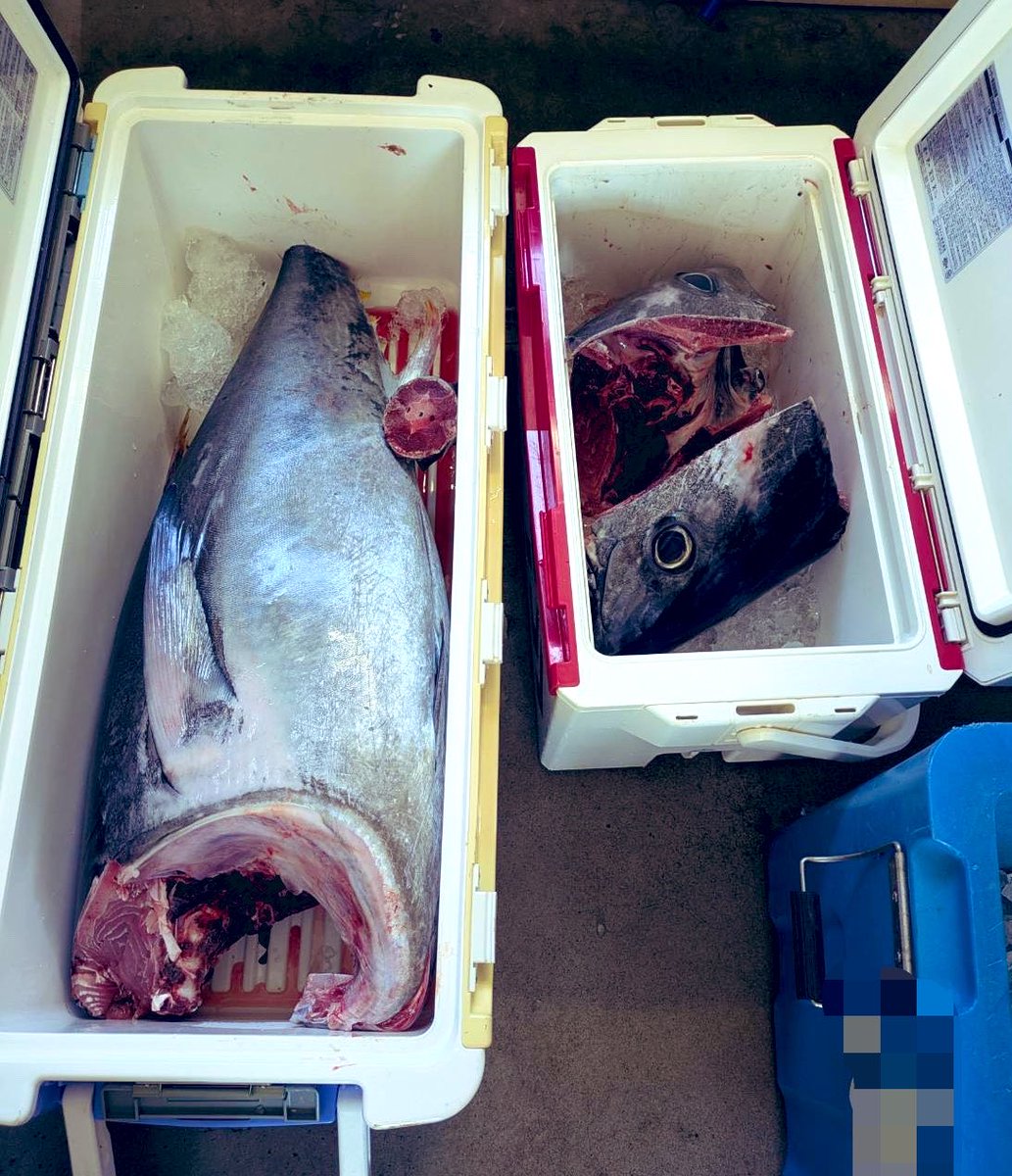 またマグロが獲れたって🥺✨