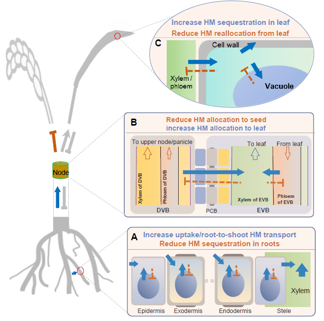 Molecular Plant & Plant Communications tweet media