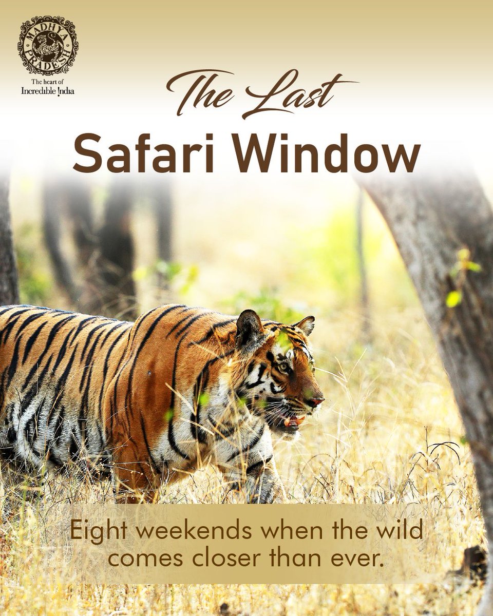 MPIntltourism's tweet photo. Only 8 weekends left for tiger safaris in Madhya Pradesh! 🐅
Clearer forests, better sightings -  from Bandhavgarh to Kanha.

Gates close after June &amp; reopen in October. Plan your India trip now.

#Just8WeekendsLeft #MadhyaPradeshTourism #SafariIndia #HeartOfIndia https://t.co/PM5SmMO3Ch