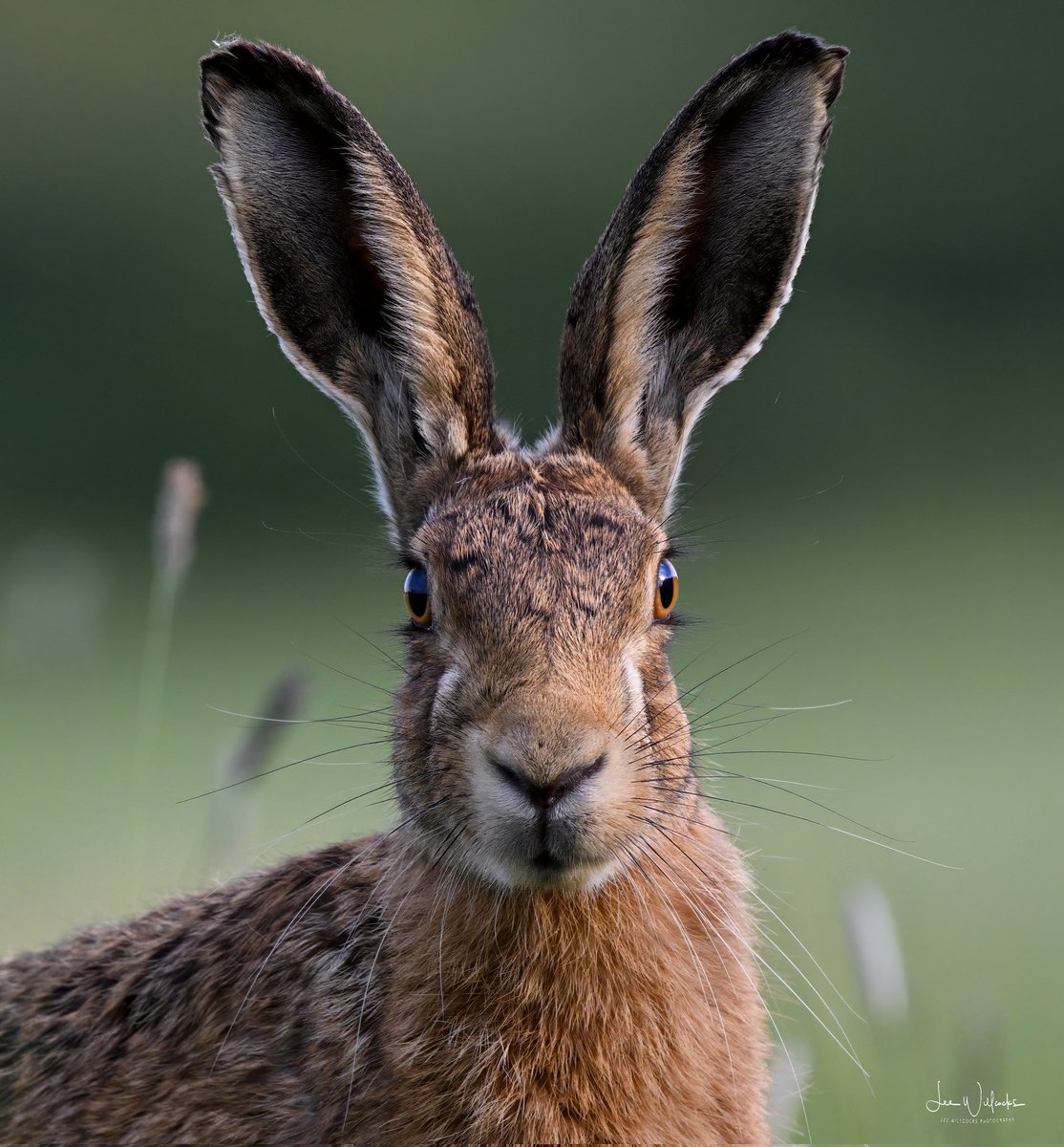 LeeWillcockslee's tweet photo. Just a little closer view of one of the 40+ hares I've say in a hedge watching over the last few weeks. https://t.co/kpgk1AIfV4