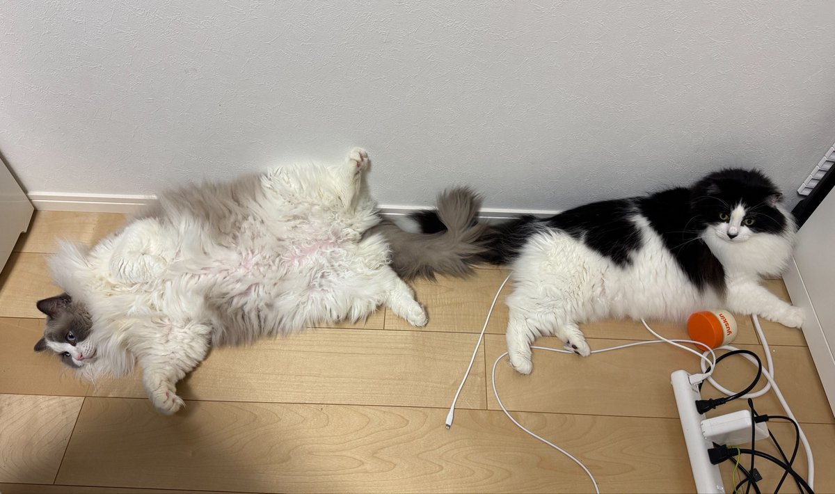 柴音🐕🧡フルートV tweet media