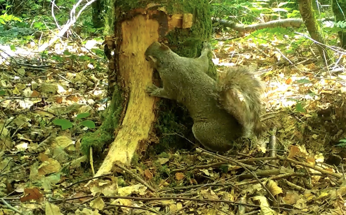 SquirrelAccord's tweet photo. Join our #webinar tomorrow for #NationalPlantHealth &amp; #InternationalPlantHealthDay. Learn more about grey squirrel bark stripping, why certain #trees attract more damage &amp; the importance of monitoring. Including this year's #TreeDamageSurvey. Register here https://t.co/MvsTMlD5LB https://t.co/Qf0CrSQ3yQ