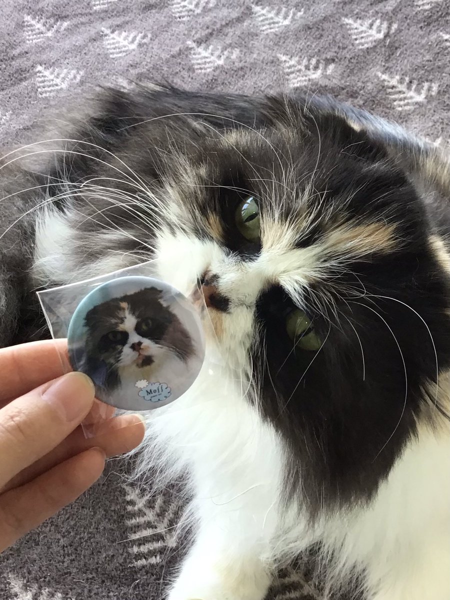 Moff animal cafeイーアスつくば店 tweet media
