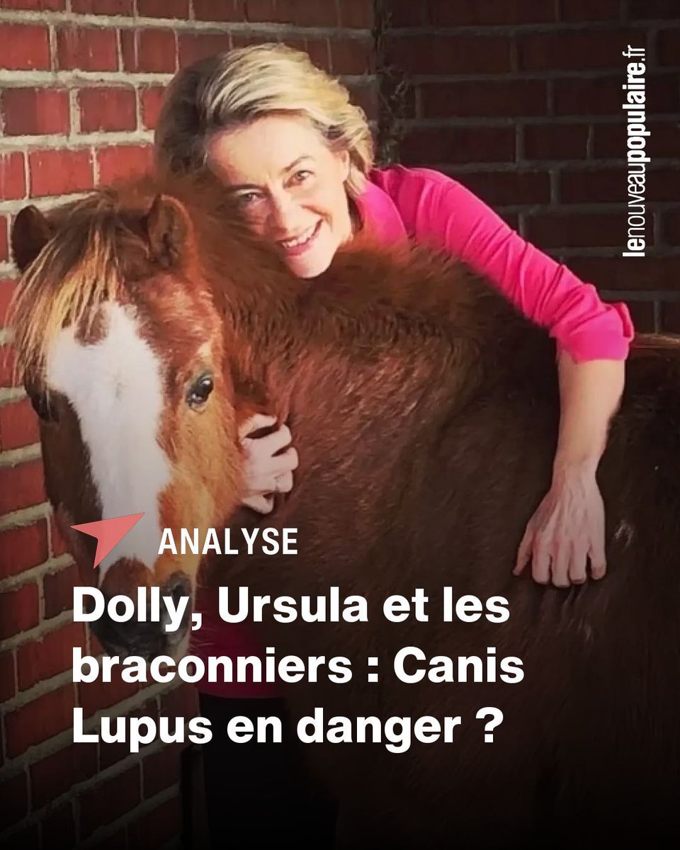 NouveauPop's tweet photo. Depuis la perte de Dolly, le poney fétiche d’Ursula von der Leyen, la présidente de la Commission a déclaré la guerre contre les loups dans l’Union européenne. Des associations dénoncent « une affaire de vengeance personnelle » menée contre toute une espèce.

Localement, le prédateur est de plus en plus traqué par des braconniers, qui instaurent souvent une véritable loi du silence, comme une forme d’omerta.

Le Nouveau Populaire s’est rendu dans le Var à la rencontre d’Olivier Soulier-Versini, guide naturaliste, médiateur scientifique et expert de la question du loup, afin de faire le point.

Par Valérie Marc.
https://t.co/SDW1yPkq1F