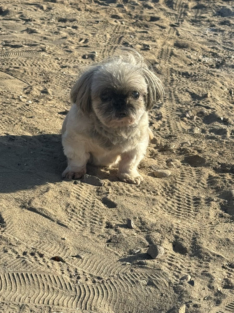 zw420's tweet photo. My beloved bear crossed the rainbow bridge tonight 😭😭😭 I’m gonna miss my little muffin man https://t.co/O6lfFmH8pX