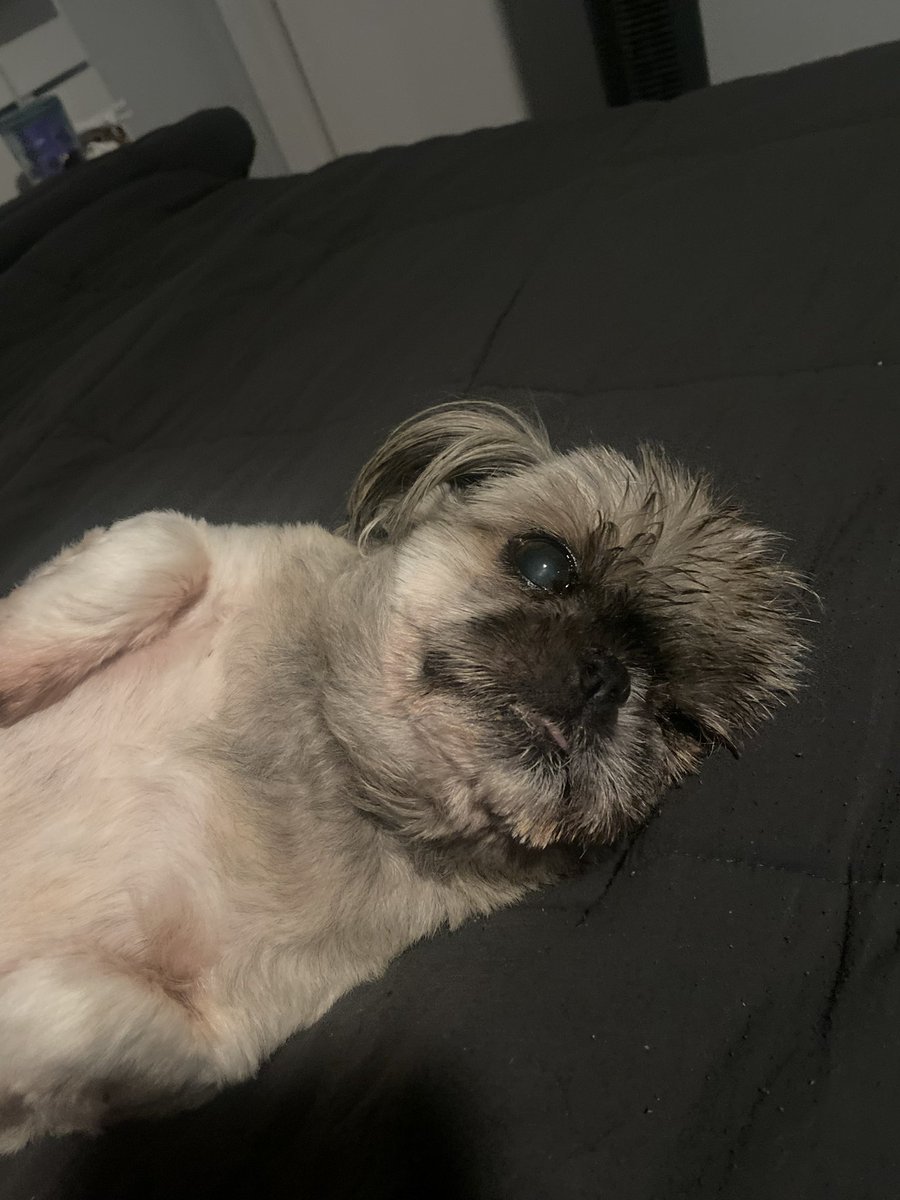 zw420's tweet photo. My beloved bear crossed the rainbow bridge tonight 😭😭😭 I’m gonna miss my little muffin man https://t.co/O6lfFmH8pX