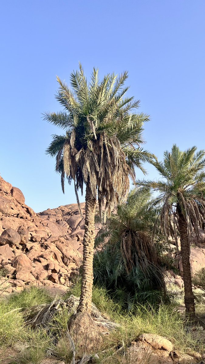noii46's tweet photo. يموت الشجر واقف وظل الشجر ما مات
رياح الدهر تصلخ وهي تجرح جنوبه 

لك الله شجر للموت ما ترخي الهامات 
بقت وقفتك يا رافع الراس مهيوبه 

شجوني مع وقفتك يا شجر وقفات 
عيون النظر مع نظرة الفكر مصحوبه 

- خالد الفيصل https://t.co/J2orL6vhyG