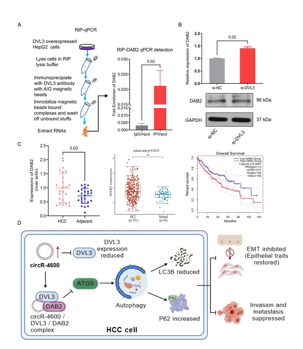 iCelljournal's tweet photo. Circular RNA #circR-4600 inhibits #hepatocellular carcinoma progression by suppressing autophagy through #DVL3 and #DAB2 interaction
🔗https://t.co/ioLjHOFYFI
#CircRNA  #HCC  #Autophagy #EMT https://t.co/hZFp5wooBp
