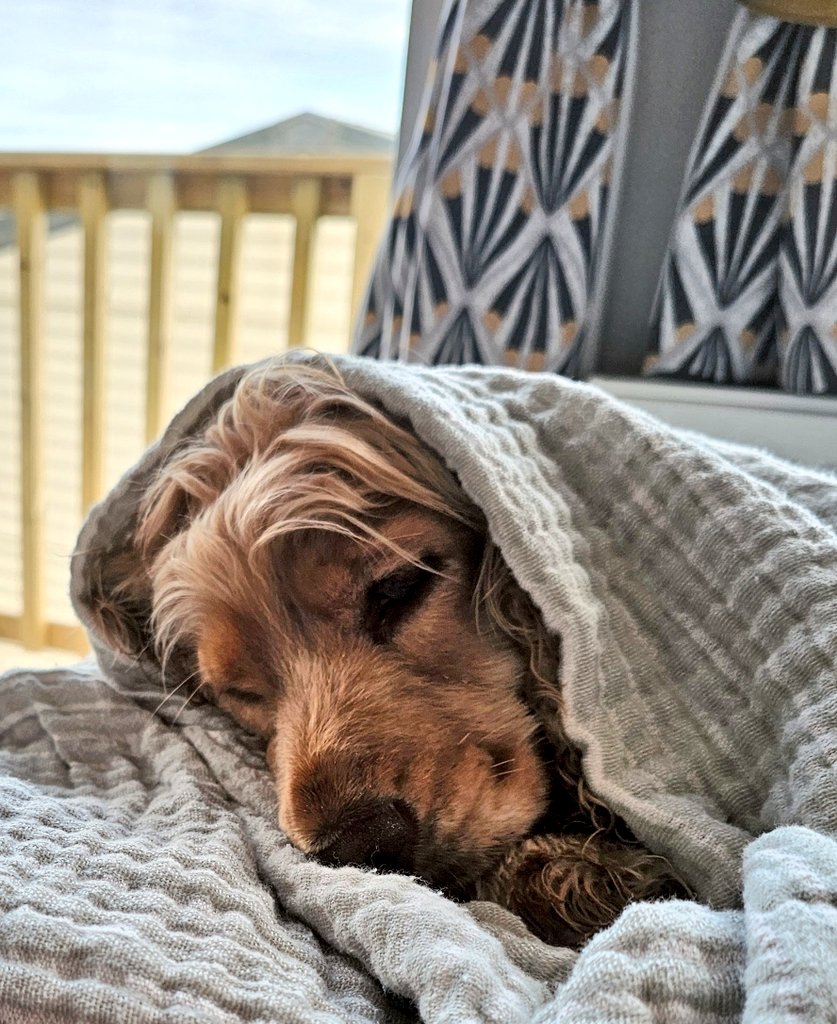 BonnieBess6's tweet photo. Welcome to the first edition of my "How to Spanna like a Pro" information posts. Today we're discussing how to keep cosy now we're in the depths of winter. What was that Mam .... erm sorry pals that should be "how to keep cosy now we're in the depths of spring" #socold https://t.co/pwoufLSque