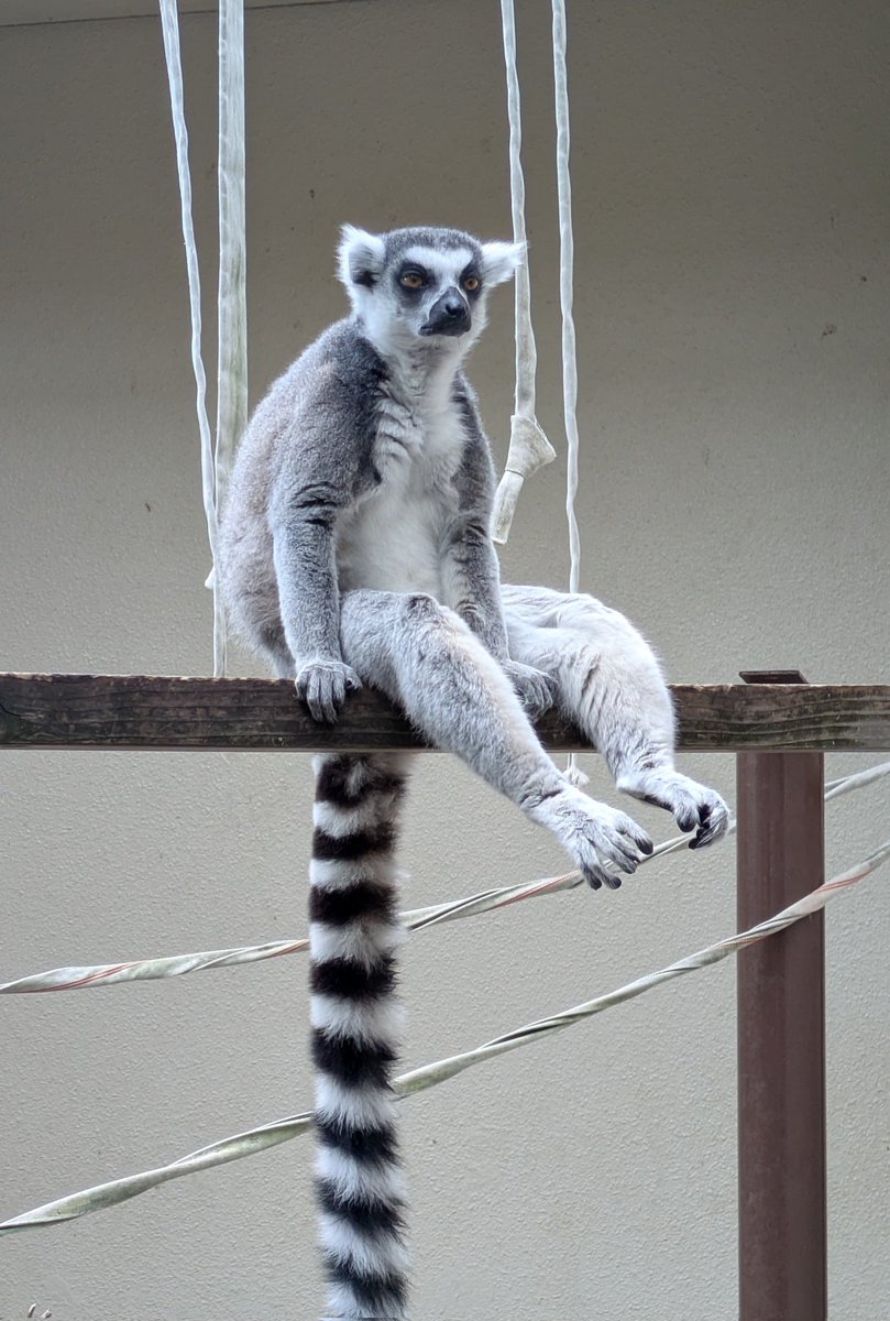 座ってました　

＃市川市動植物園
＃ワオキツネザル
＃プルート
＃市川ファン