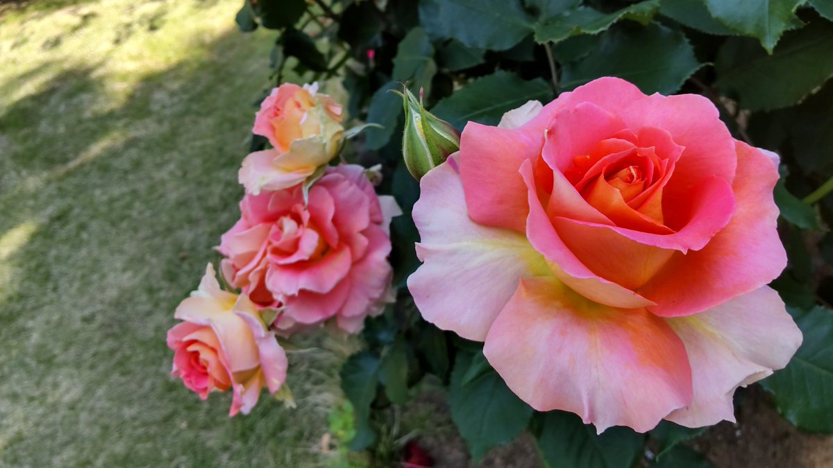 efc8a31d943141c's tweet photo. #薔薇 #バラ #鴻巣市 #花久の里 https://t.co/2yXWMu2uVC