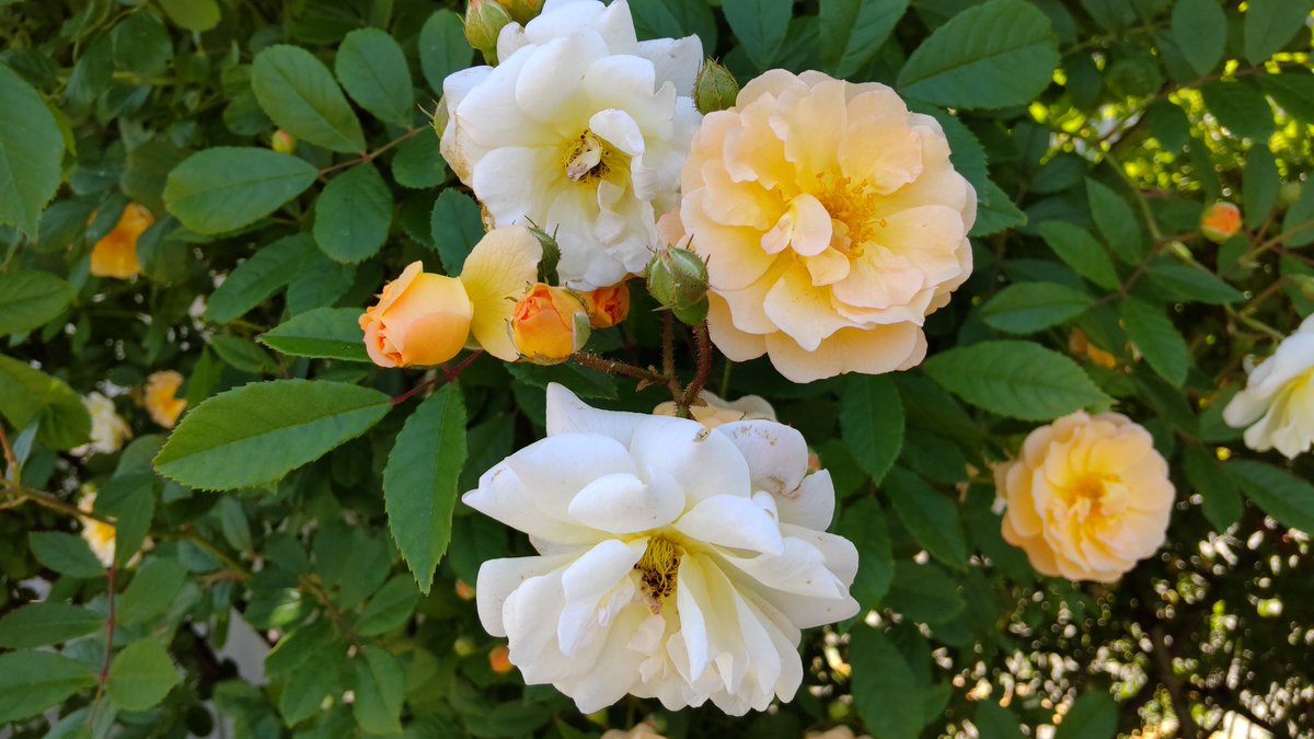 efc8a31d943141c's tweet photo. #薔薇 #バラ #鴻巣市 #花久の里 https://t.co/2yXWMu2uVC